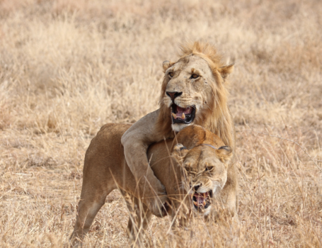 Tanzania - Verliefde leeuwen
