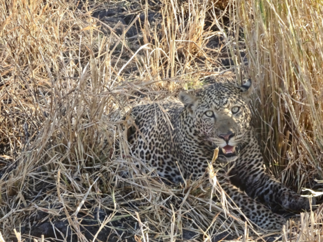 Tanzania - Luipaard