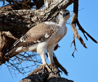 Tanzania - Roofvogel