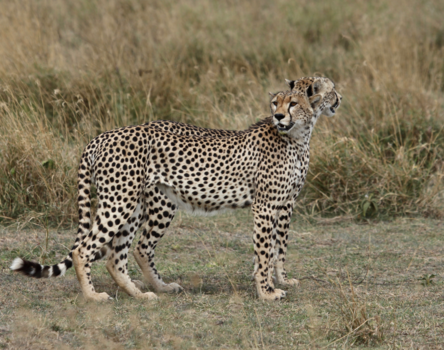 Tanzania - Cheetabroertjes