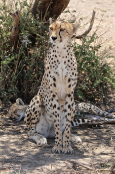 Tanzania - Moedercheeta