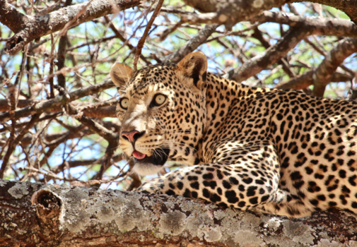 Tanzania - Luipaard