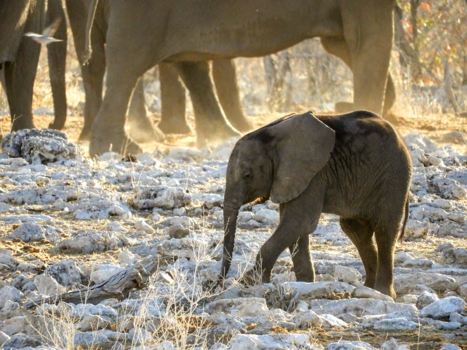 Namibië - Baby olifant bij ondergaande zon.