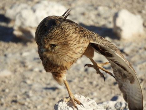 Namibië - Still standing