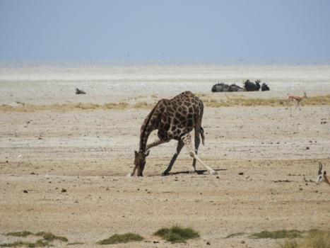 Namibië - Diep gaan voor een drankje.
