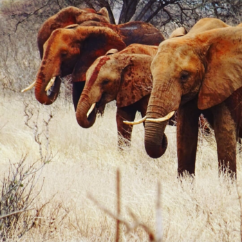 Kenia - Kenya