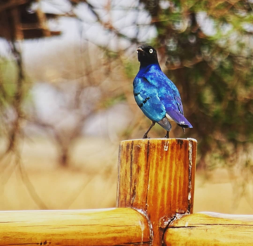 Kenia - Kenya