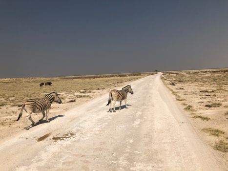 Etosha National Park - Zebrapad