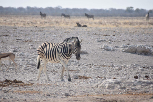 Etosha National Park - Landschap