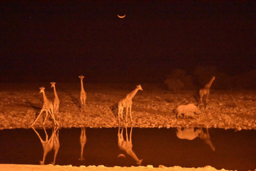 Etosha National Park - waterhole