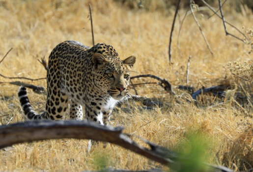 Moremi Game Reserve - Besluipen