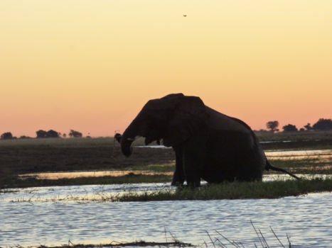 Botswana - Zonsondergang chobe river