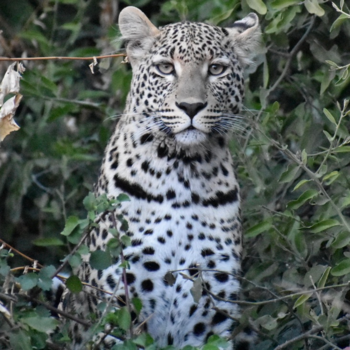 Chobe National Park - Leopard whatching you 😍