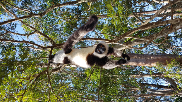 Madagaskar - Hanging out