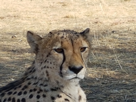 Botswana - Cheetah