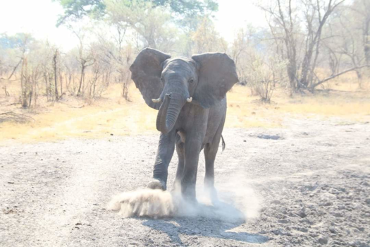 Botswana - Stoere bull