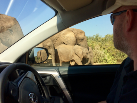 Addo Elephant National Park - Heeeeeel dichtbij