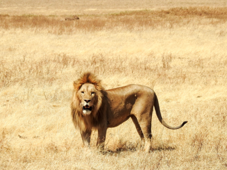 Tanzania - Oog in oog