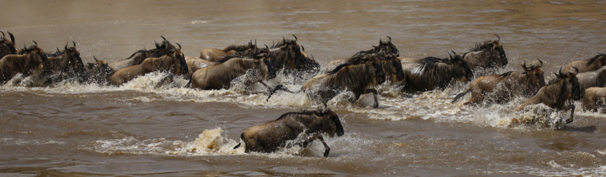 Serengeti National Park - Op hoop van zegen