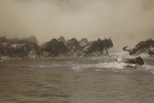Serengeti National Park - crossing bij de Mara. Tanzania