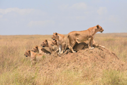 Tanzania - Leeuwen zitten klaar voor de jacht