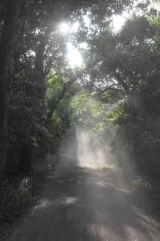 Tanzania - De bossen richting Lake Manyara