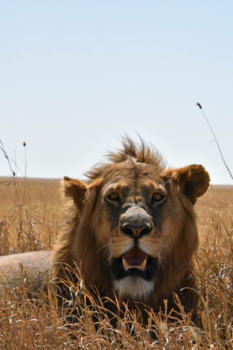 Tanzania - Lion in the Serengeti