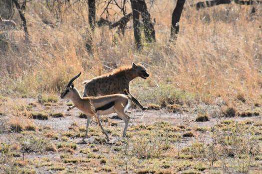 Tanzania - De Hyena loopt zijn avondeten mis