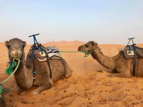 Marokko - Camel ride