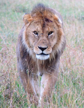 Mount Kenya - King of Masaai Mara