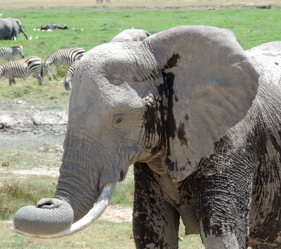 Amboseli National Park - lekker slapen