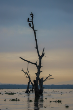 Lake Naivasha - Morning birds