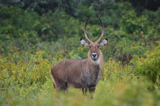 Lake Naivasha - King of the bush