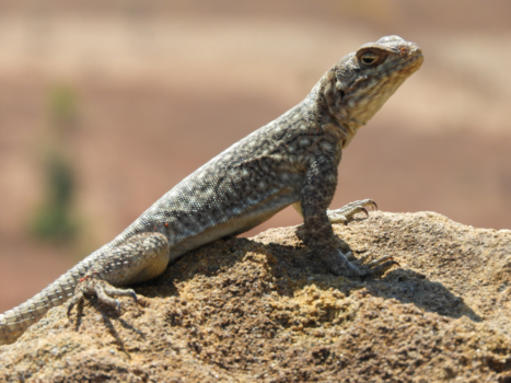 Madagaskar - Reptiel