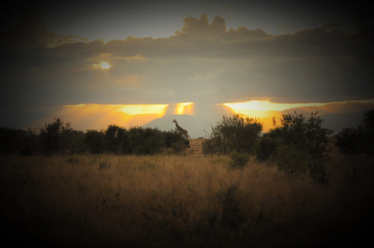 Kenia - Op safari in Kenia in Tsavo West National Park, een prachtige ervaring.