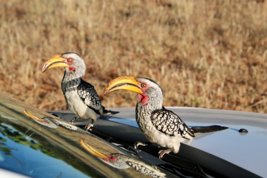 Damaraland - Ready 2 go!