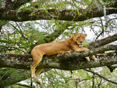 Kenia - Kenia 2018 - Lake nakuru national park