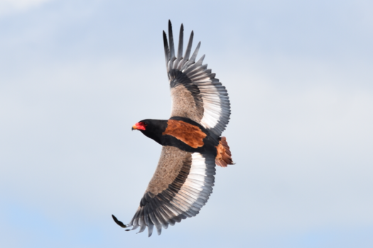 Krugerpark - Flying high, Bateleur arend, Kruger Park, Zuid Afrika