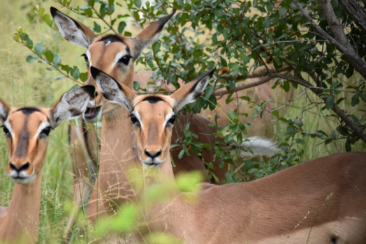 Krugerpark - Zeg eens aaa