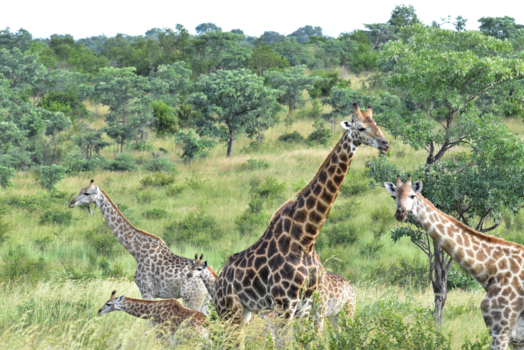 Krugerpark - Sky high