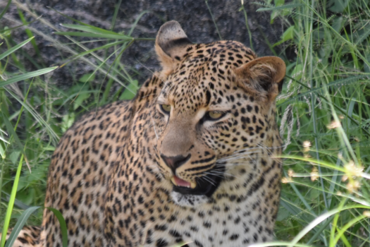 Krugerpark - Luipaard, eindelijk nummer 5 van de big 5