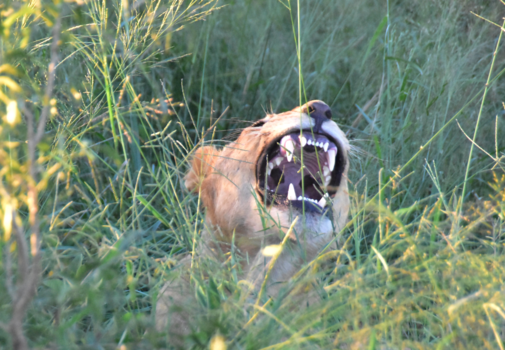 Krugerpark - Blijf op afstand