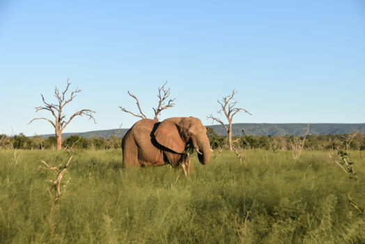 Krugerpark - Honger
