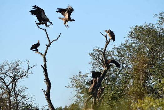 Krugerpark - Nog restjes over?
