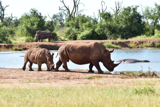 Krugerpark - Ff een modderbad