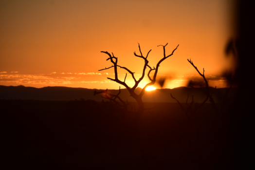 Krugerpark - Ondergaande zon