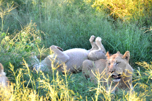 Krugerpark - Buikje vol