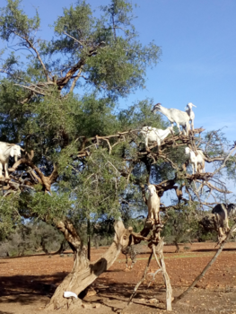 Casablanca - Marokko
