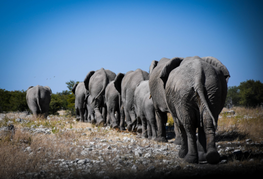 Namibië - Follow the leader