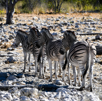 Namibië - zebrapad